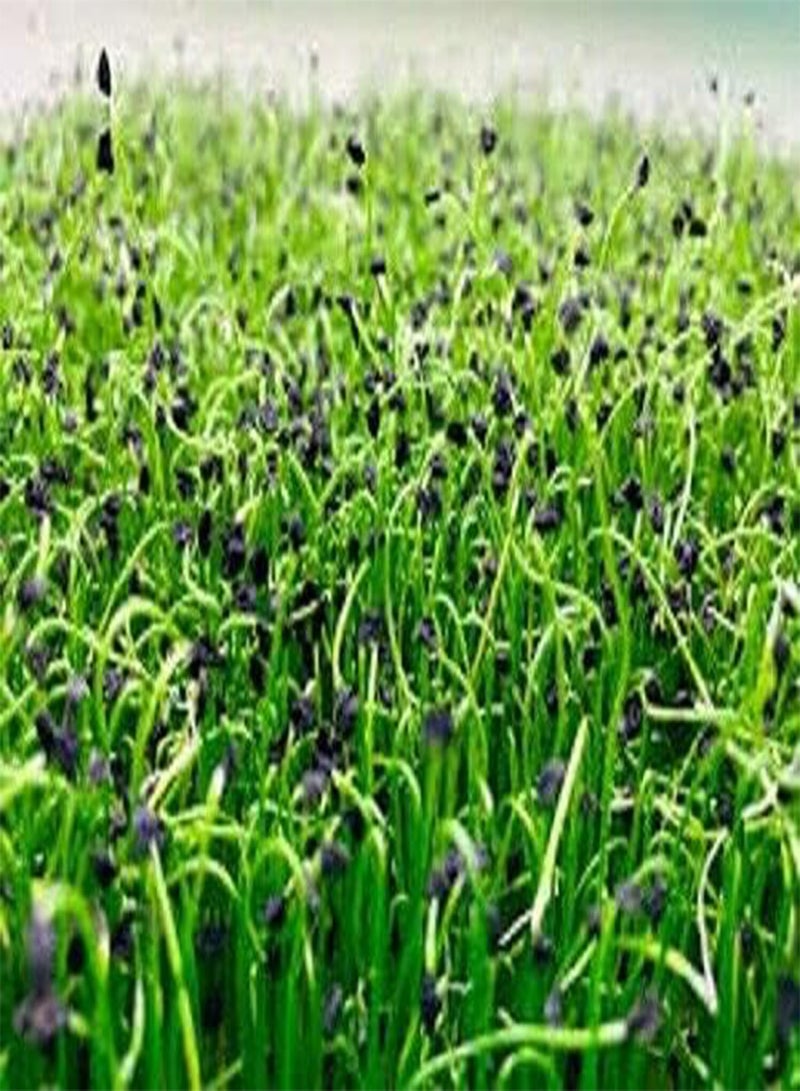 GGOOT Leek Microgreens Leek Seeds - (300 Seeds Approx) Quality Leek Micro Vegetable - Image 2