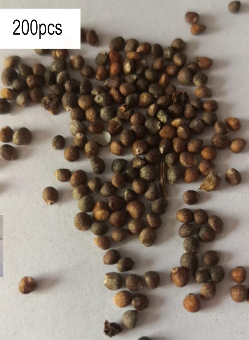 جي جوت 200 قطعة من بذور هوستا DIY مزخرفة جذابة بألوان مختلطة عطرة بذور هوستا بلانتاجينيا بونساي للنباتات الخارجية بذور لـ - Image 3