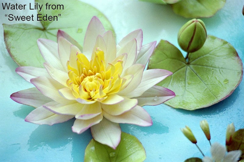 W OF S A SCOTT CLARK Lotus and Water Lily Pad Cutter Set by WSA  - Image 2