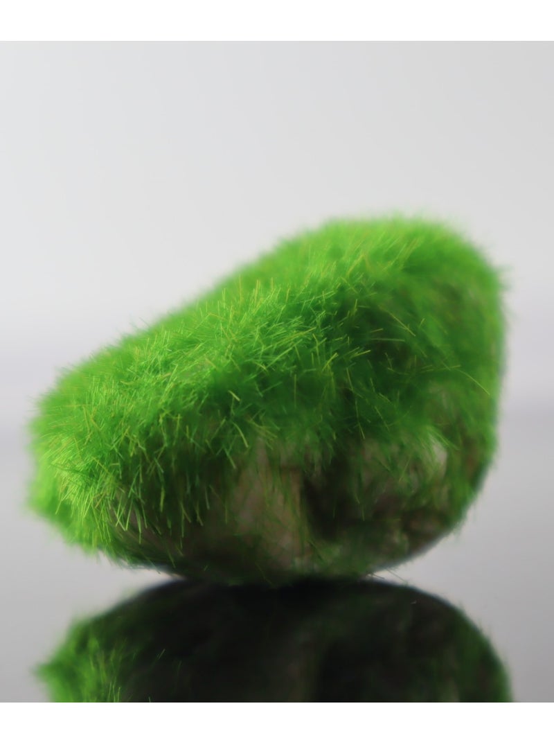 Aquarium terrarium decor