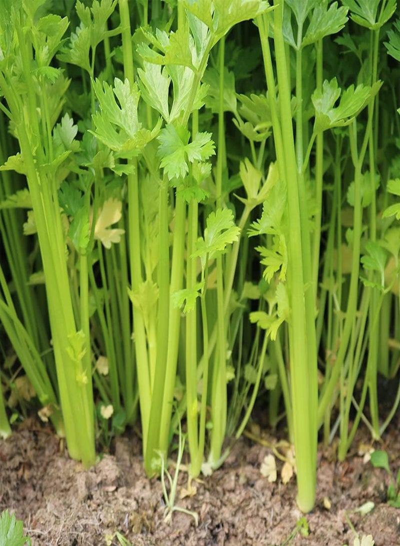 GGOOT 200pcs Celery Seeds for Garden Courtyard Terrace Planting Low Maintenance Operation is Simple Colors Refreshing Loved by People - Image 1
