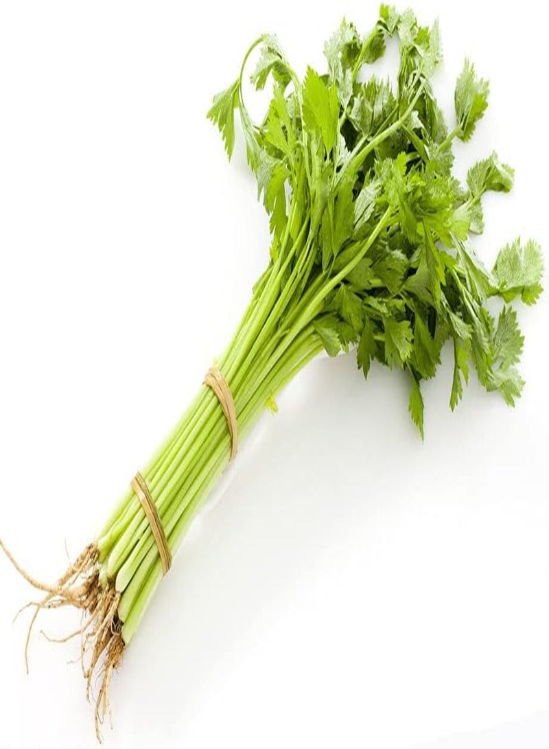 GGOOT 200pcs Celery Seeds for Garden Courtyard Terrace Planting Low Maintenance Operation is Simple Colors Refreshing Loved by People - Image 2