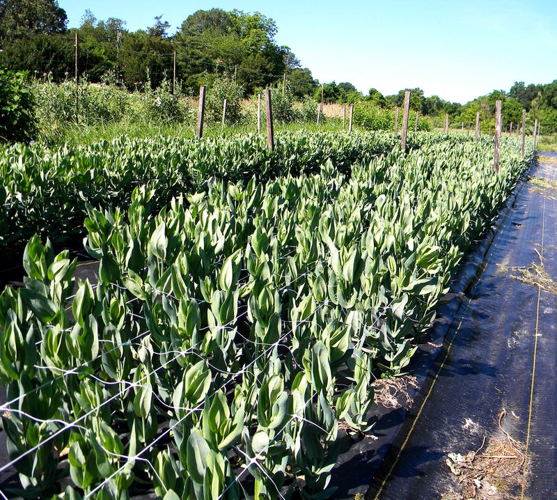 Tenax 100521791 084064 Hortonova Sm Plant Trellis Net, 36" X 328' White - Image 4