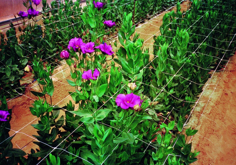 Tenax 100521791 084064 Hortonova Sm Plant Trellis Net, 36" X 328' White - Image 3