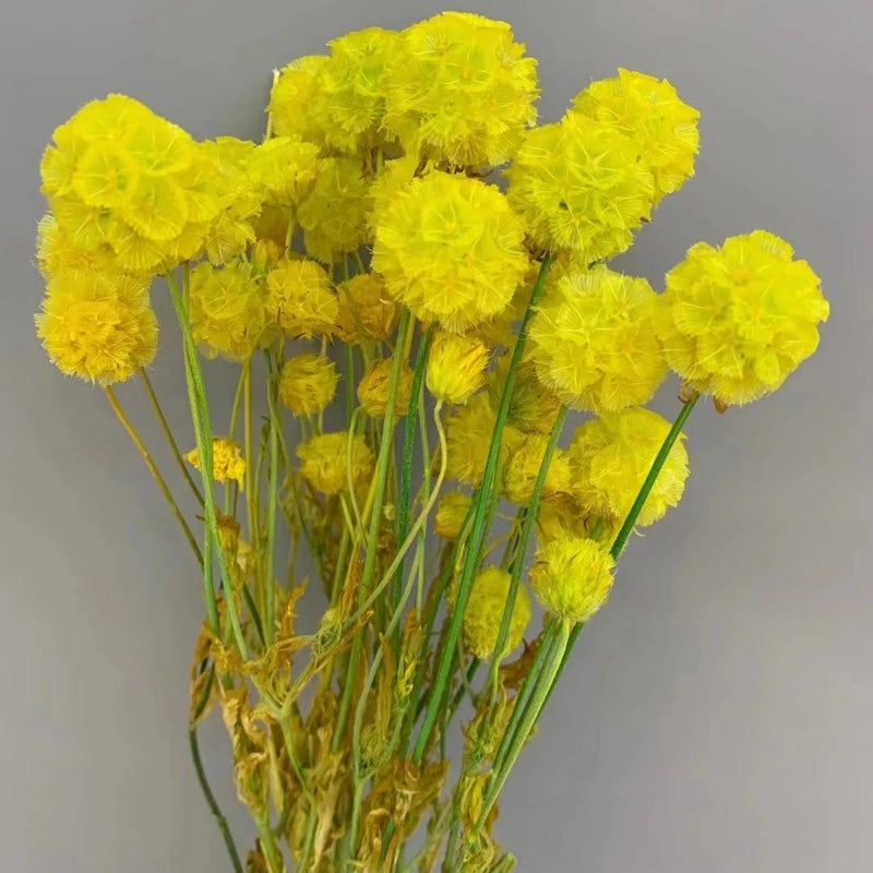 Bluejw New Arrivals Natural Home Decor Dried Flowers - Preserved Scabiosa & Dried Plants for Wedding Decorations, Unique Floral Arrangements - Image 3