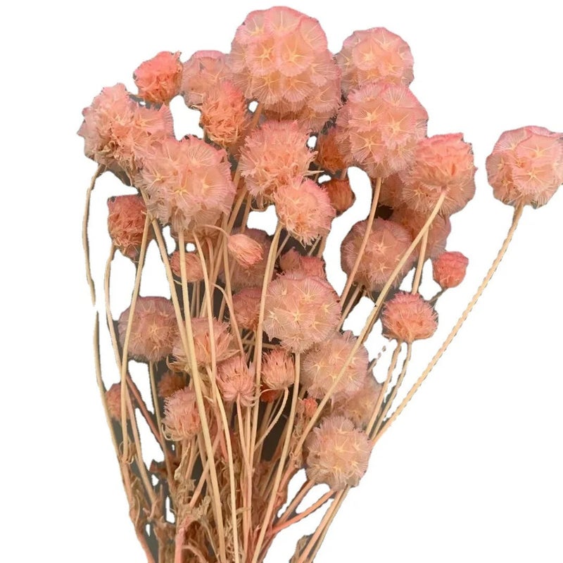 Bluejw New Arrivals Natural Home Decor Dried Flowers - Preserved Scabiosa & Dried Plants for Wedding Decorations, Unique Floral Arrangements - Image 2