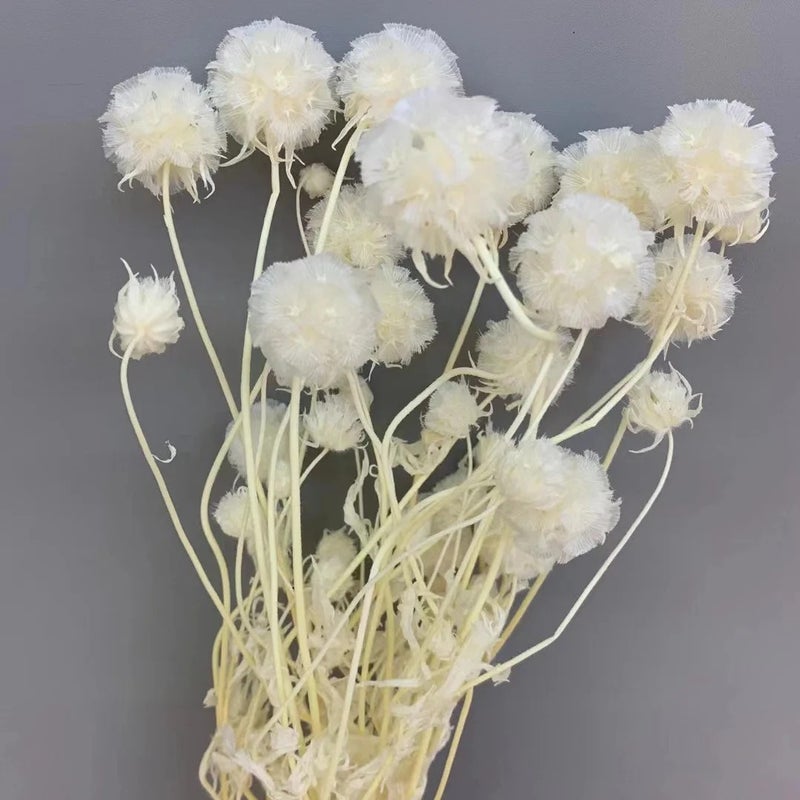 Bluejw New Arrivals Natural Home Decor Dried Flowers - Preserved Scabiosa & Dried Plants for Wedding Decorations, Unique Floral Arrangements - Image 1