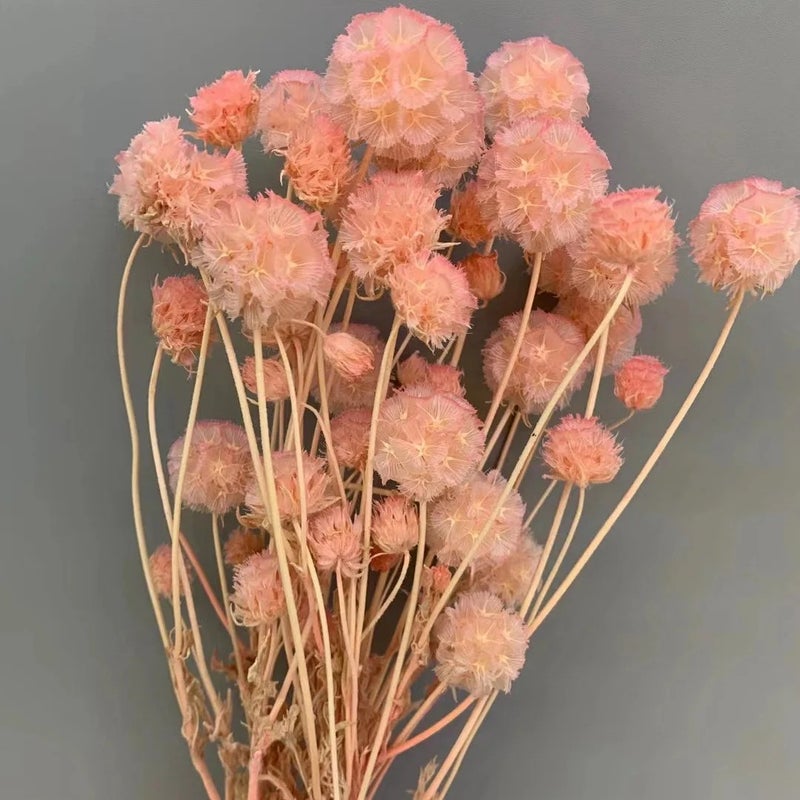 Bluejw New Arrivals Natural Home Decor Dried Flowers - Preserved Scabiosa & Dried Plants for Wedding Decorations, Unique Floral Arrangements - Image 5