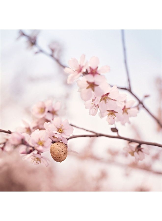 Weleda Deep Moisture Facial Balm, 1 Fluid Ounce, Plant Rich Moisturizer with Sweet Almond Oil - Image 5