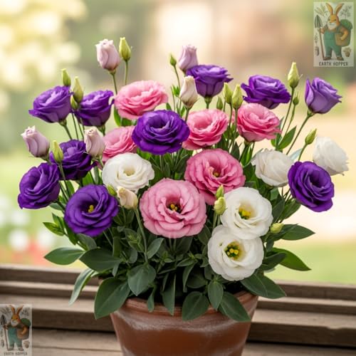 Earth Hopper 50+ SEEDS Lisianthus Flower Mix Colors Seed Pack, Easy Care & Fragrant & Air Purifying for Indoor & Outdoor Gardening. - Image 2