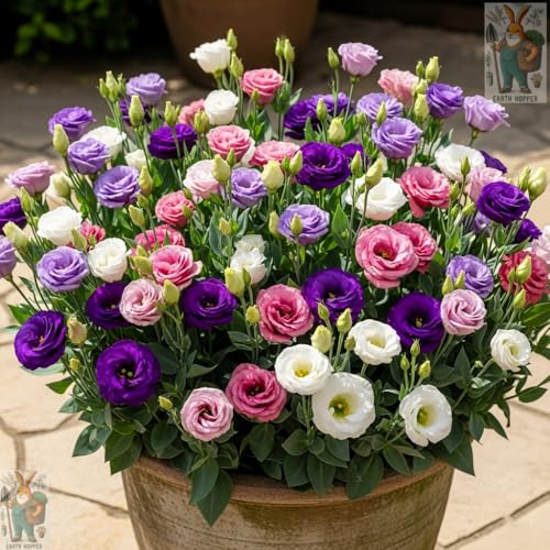 Earth Hopper 50+ SEEDS Lisianthus Flower Mix Colors Seed Pack, Easy Care & Fragrant & Air Purifying for Indoor & Outdoor Gardening. - Image 1
