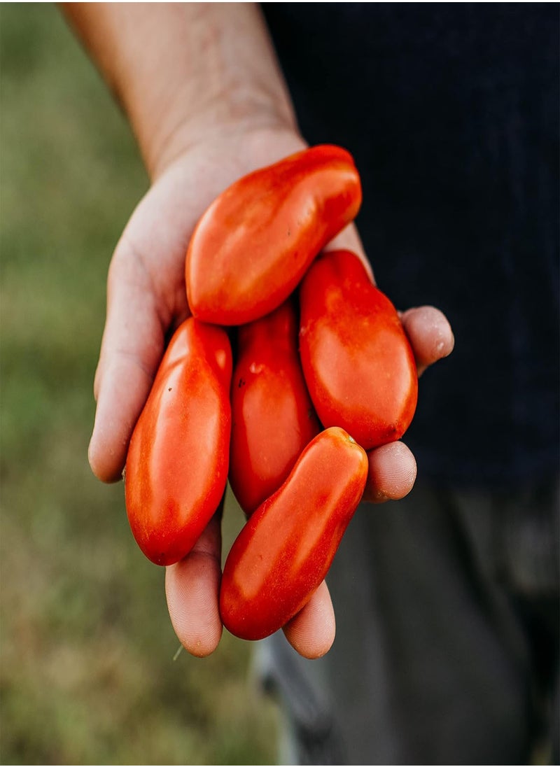 GGOOT Opalka Heirloom Paste Tomato - 50 Seeds - Rare Polish Variety, Nearly Seedless Tomatoes, Great for Canning, USA-Grown, Non-GMO Seeds for Planting Outdoors in The Home Garden, Thres  - Image 2