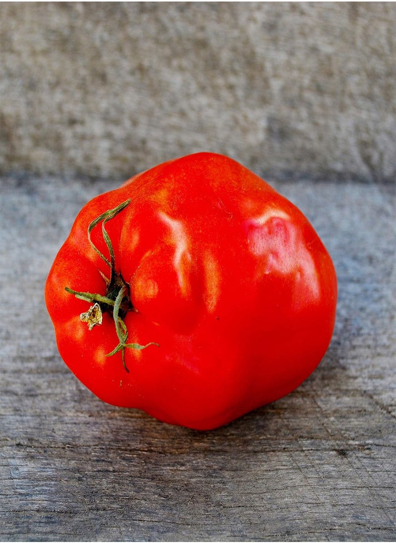 GGOOT Opalka Heirloom Paste Tomato - 50 Seeds - Rare Polish Variety, Nearly Seedless Tomatoes, Great for Canning, USA-Grown, Non-GMO Seeds for Planting Outdoors in The Home Garden, Thres  - Image 3