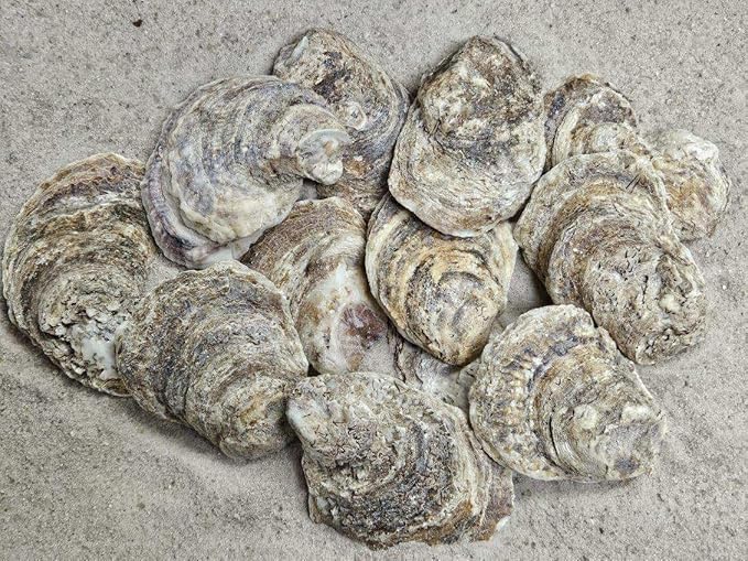Shell King Store 2-3" Oyster Shells (12 pcs) - Image 4