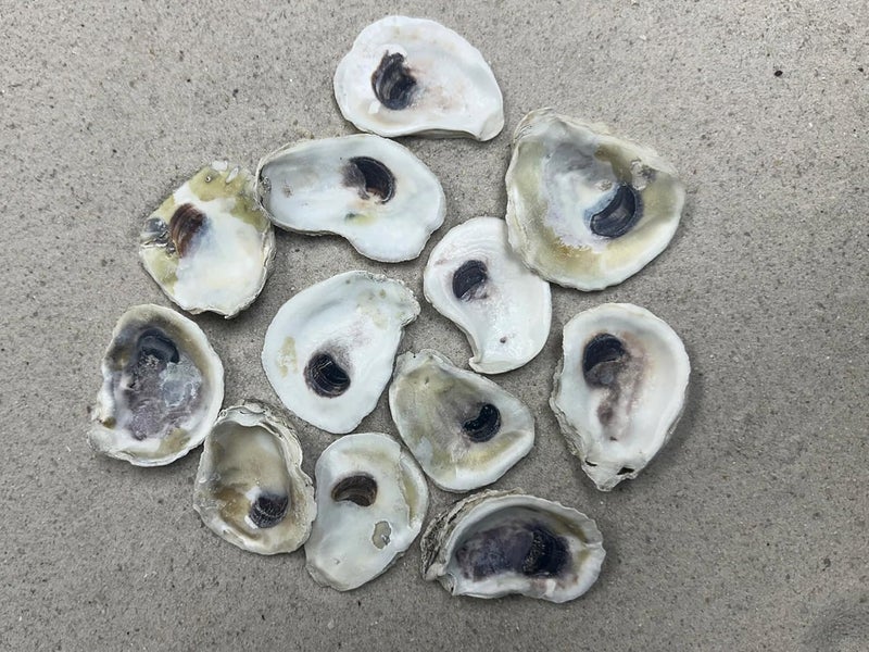 Shell King Store 2-3" Oyster Shells (12 pcs) - Image 1