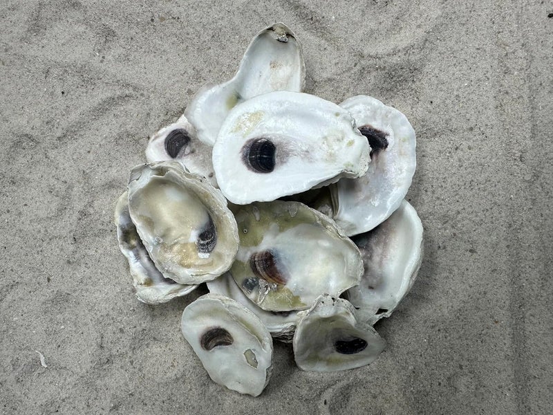 Shell King Store 2-3" Oyster Shells (12 pcs) - Image 3