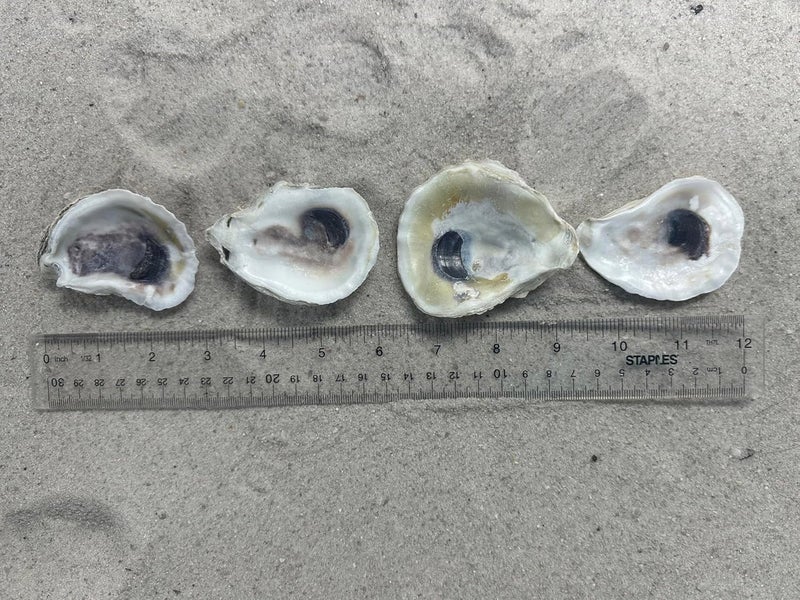 Shell King Store 2-3" Oyster Shells (12 pcs) - Image 2