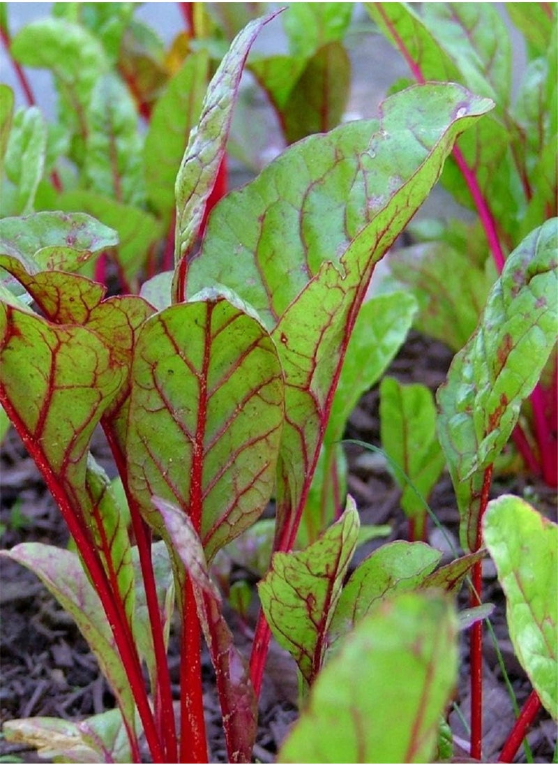 GGOOT Swiss Chard Rhubarb Seeds,50 Count  Brand. Heirloom. Non-GMO. Home Gardening.  - Image 3