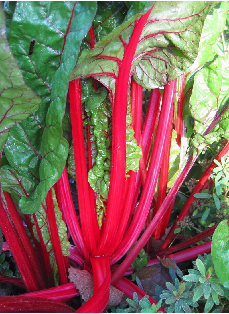 GGOOT Swiss Chard Rhubarb Seeds,50 Count  Brand. Heirloom. Non-GMO. Home Gardening.  - Image 1