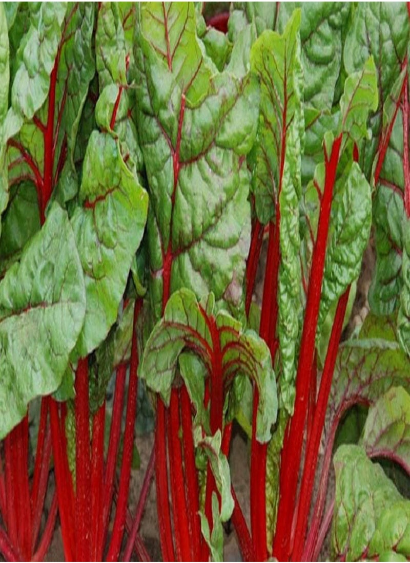 GGOOT Swiss Chard Rhubarb Seeds,50 Count  Brand. Heirloom. Non-GMO. Home Gardening.  - Image 2