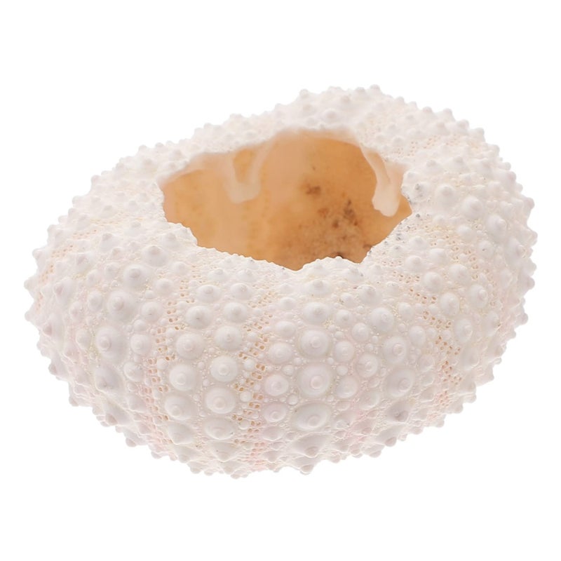 Natural Coral Photography Props For Nail Decoration And Crafts Undersea Theme Decor - Image 2