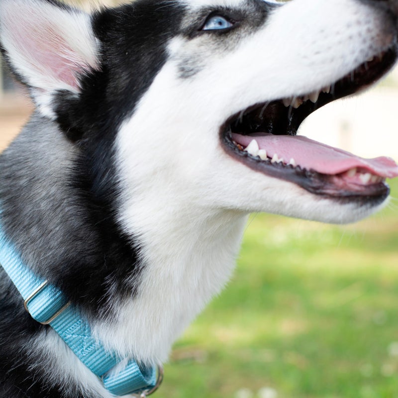 Country Brook Design Country Brook Petz - Martingale Dog Collar - Heavy-Duty Training Collar with No Buckle - Service Dog Collar for All Pups - 10+ Cool Colors (Ocean Blue, 1 Inch, Medium) - Image 2