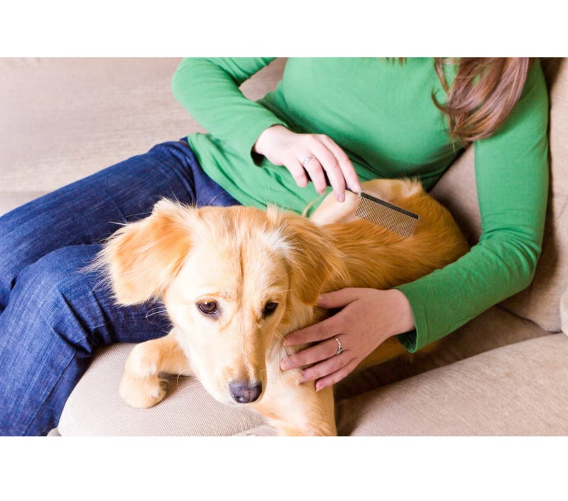 Trixie: - Medium Toothed Comb for Pets, Made with Wooden Handle for Easy Grip, Pet Grooming Tool Helps to Remove Fleas, Helps in Detangling Matted Fur, Removes Extra Hair - 18 cm (Pack of 3) - Image 4