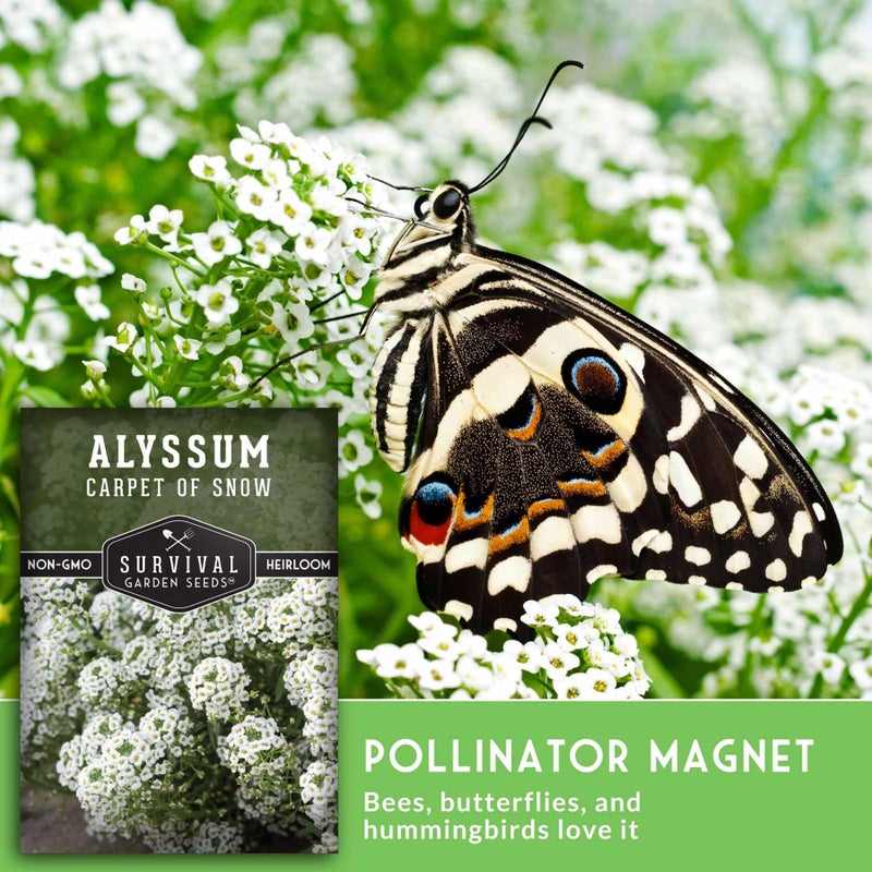 SURVIVAL GARDEN SEEDS White Alyssum Seeds for Planting - Sweet Carpet of Snow Alyssum Flowers - Fragrant Perennial Blooms, Ground Cover - Heirloom Non-GMO - Survival Garden Seeds (1 Pack) - Image 3