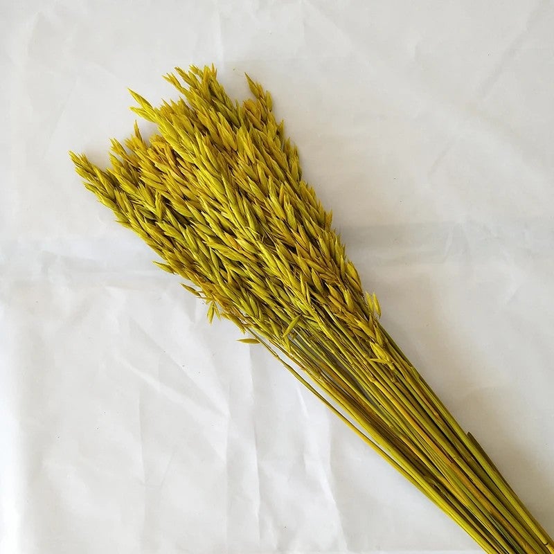 Bluejw Natural Dried Flower Bouquet - Pampas Grass, Northern Sea Oats & Preserved Chasmanthium Latifolium for Home Decor, Dried Plants - Image 4