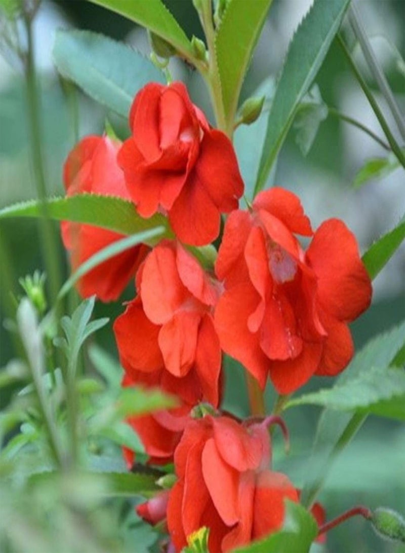 جي جوت بذور البلسم سهلة الزراعة، محاصيل ملونة، نباتات الحديقة، بذور الفناء - Image 4