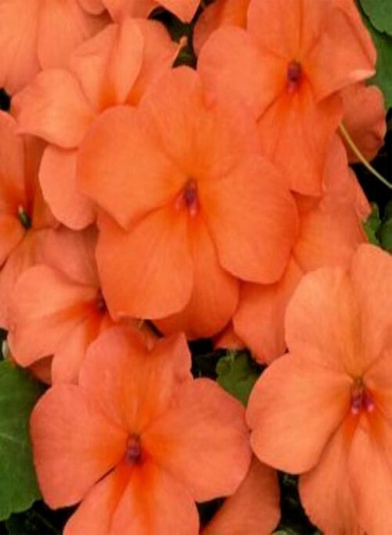 جي جوت بذور البلسم سهلة الزراعة، محاصيل ملونة، نباتات الحديقة، بذور الفناء - Image 3