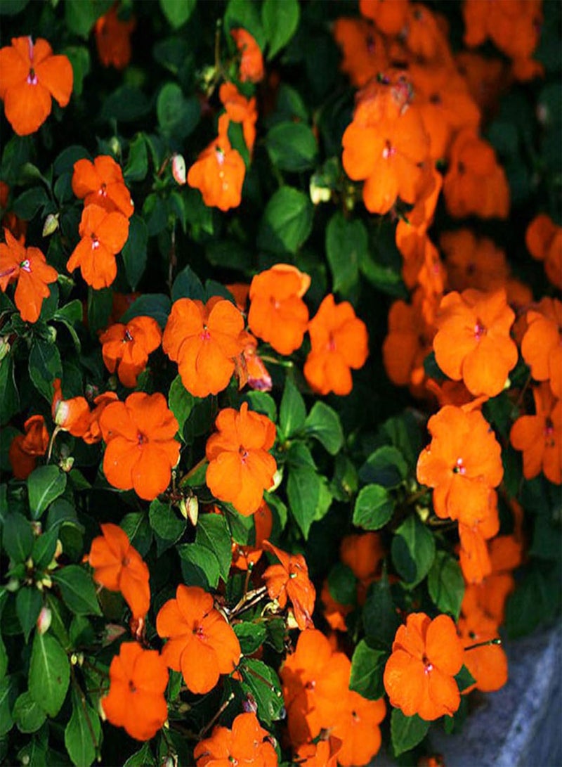 جي جوت بذور البلسم سهلة الزراعة، محاصيل ملونة، نباتات الحديقة، بذور الفناء - Image 1