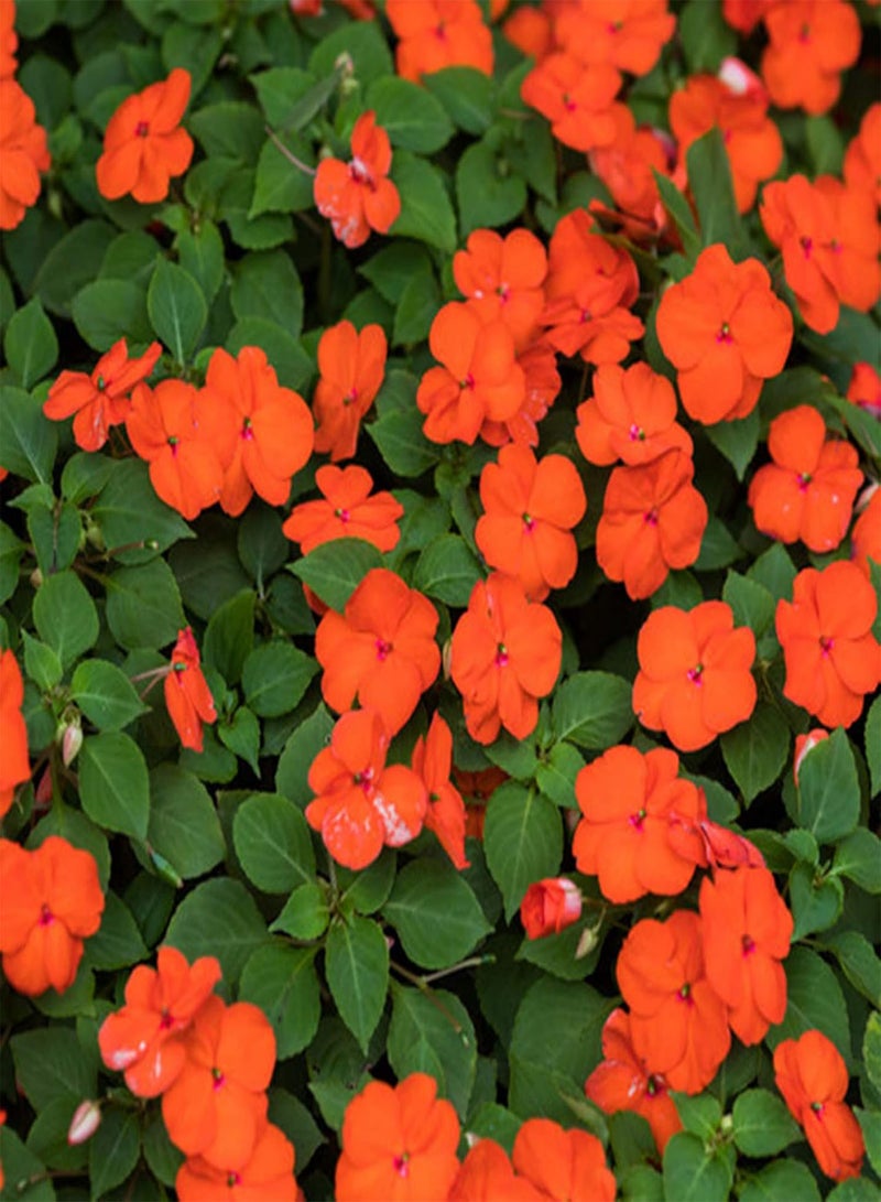 جي جوت بذور البلسم سهلة الزراعة، محاصيل ملونة، نباتات الحديقة، بذور الفناء - Image 2