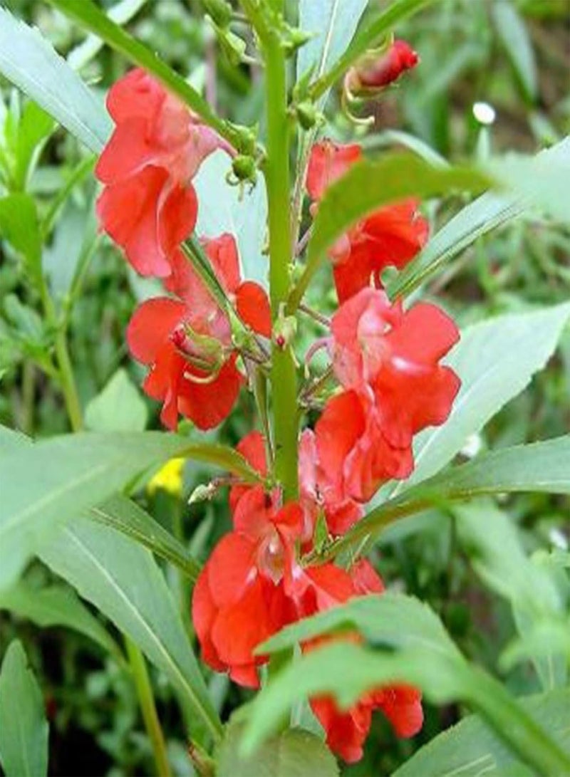 جي جوت بذور البلسم سهلة الزراعة، محاصيل ملونة، نباتات الحديقة، بذور الفناء - Image 5