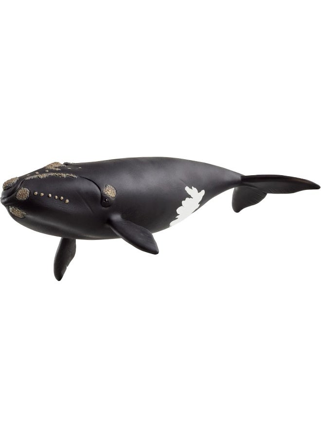 Schleich تمثال حوت شمال الأطلسي الأيمن من وايلد لايف (19.51 × 9.71 × 4.5 سم) - Image 2