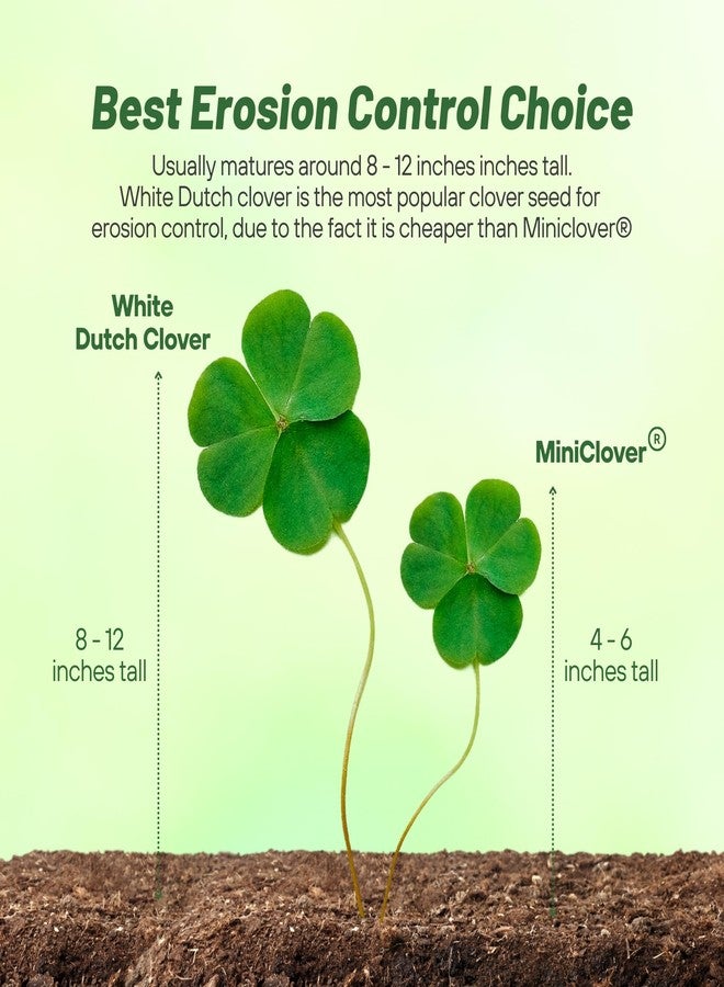 Outsidepride Perennial White Dutch Clover Seed - 2 lbs. Nitrocoated, Inoculated Clover Seeds for Lawn Alternative, Erosion Control, Food Plots, Ground Cover, & Pasture Mixtures in USDA Zones 3-10 - Image 3