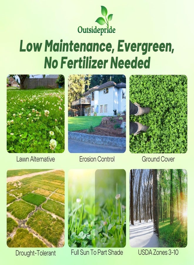 Outsidepride Perennial White Dutch Clover Seed - 2 lbs. Nitrocoated, Inoculated Clover Seeds for Lawn Alternative, Erosion Control, Food Plots, Ground Cover, & Pasture Mixtures in USDA Zones 3-10 - Image 2