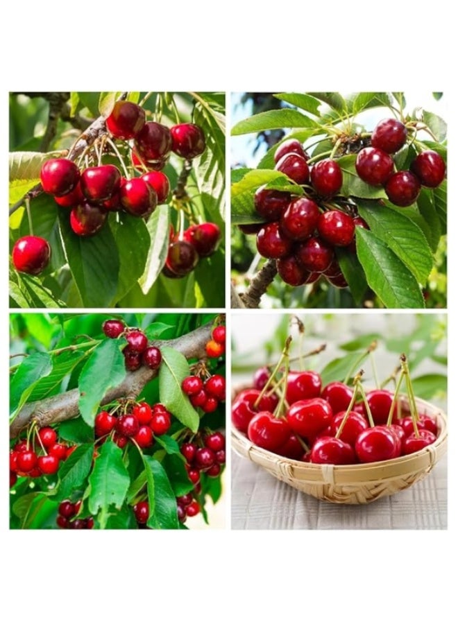 20PCS Cherry Seeds for Planting Outdoor-Non-GMO Heirloom Sweet Juicy Fruits Plant in Your Home Garden - Image 2