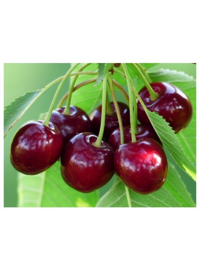 20PCS Cherry Seeds for Planting Outdoor-Non-GMO Heirloom Sweet Juicy Fruits Plant in Your Home Garden - Image 1