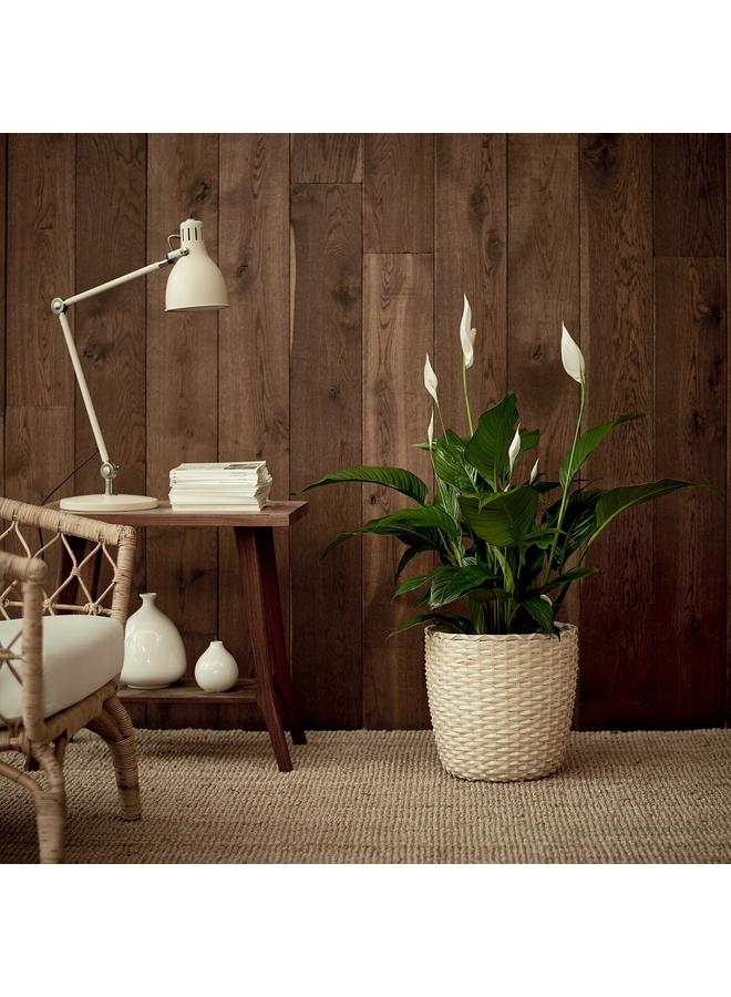 زبون نبات في وعاء، زهرة السلام، 24 سم - Image 3