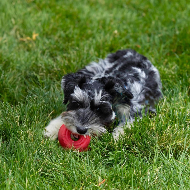 KONG Donut Dog Toy â€“ Durable Natural Rubber Chew & Fetch Toy â€“ Promotes Healthy Teeth & Gums, Fun Bounce & Roll, Gentle on Mouth (Small/Medium) - Image 4