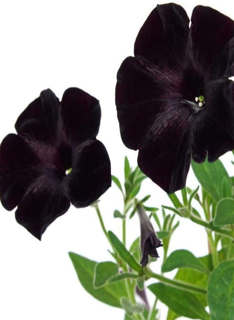 GGOOT 100Pcs Petunia Seeds Perennial Heirloom Flowers Suitable for Novices Planting Simple Entry Gorgeous Embellishment Natural Beauty Excellent Cut Flowers Garden Planting - Image 3