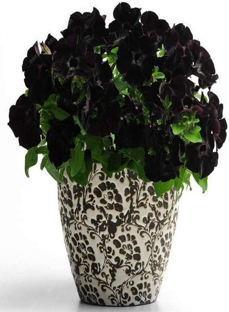 GGOOT 100Pcs Petunia Seeds Perennial Heirloom Flowers Suitable for Novices Planting Simple Entry Gorgeous Embellishment Natural Beauty Excellent Cut Flowers Garden Planting - Image 1