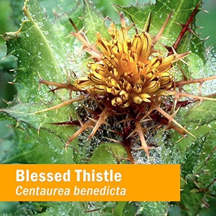 Herb Pharm Certified Organic Blessed Thistle Liquid Extract - 1 Ounce - Image 2