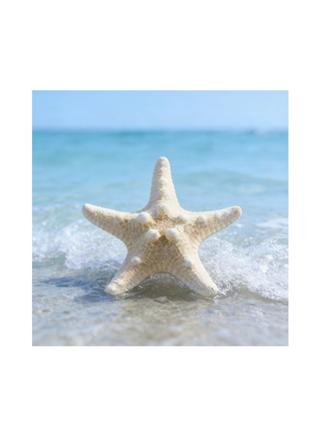 ماك جاباجز زوج من نجوم البحر الطبيعية تنقل شاطئ البحر مباشرة إلى المنزل - Image 2