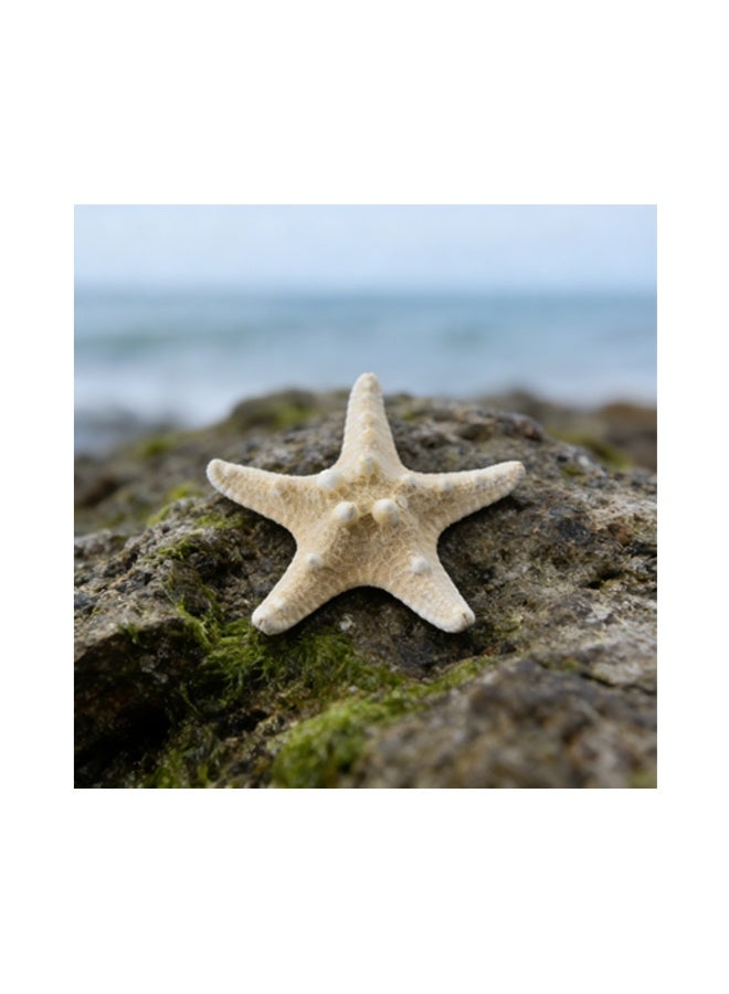 ماك جاباجز زوج من نجوم البحر الطبيعية تنقل شاطئ البحر مباشرة إلى المنزل - Image 4