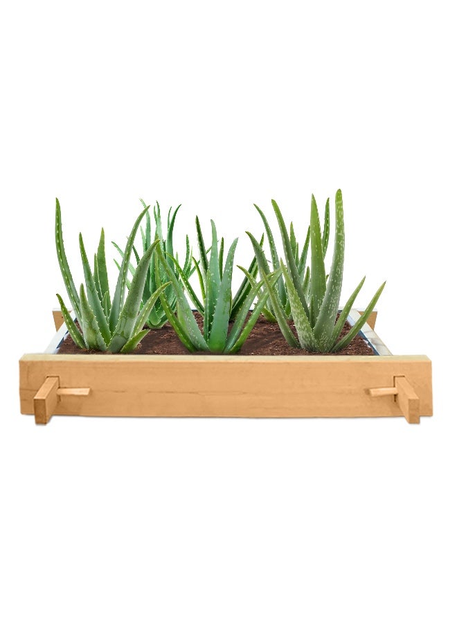 Explorer Greencorner raised gardenbed 3 feet x 2 feet x 23 cm. Ecofriendly wooden bed for growing vegetables, flowers, herbs, and root vegetables. - Image 1
