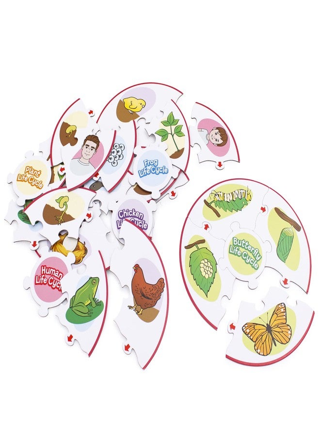 Junior Learning Life Cycle Science Learning Puzzles - Image 3