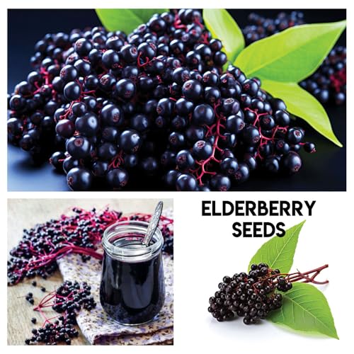 CZ Grain Fruit Garden Seeds Kit for Growing - Elderberry, Blueberry, Red Strawberry, White Strawberry, Raspberry, Mulberry. 100 Seeds of Each Fruit - Packaged Individually - Image 4