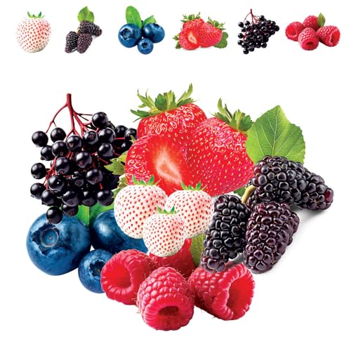 CZ Grain Fruit Garden Seeds Kit for Growing - Elderberry, Blueberry, Red Strawberry, White Strawberry, Raspberry, Mulberry. 100 Seeds of Each Fruit - Packaged Individually - Image 2